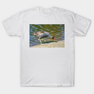 Common gallinule 3 T-Shirt